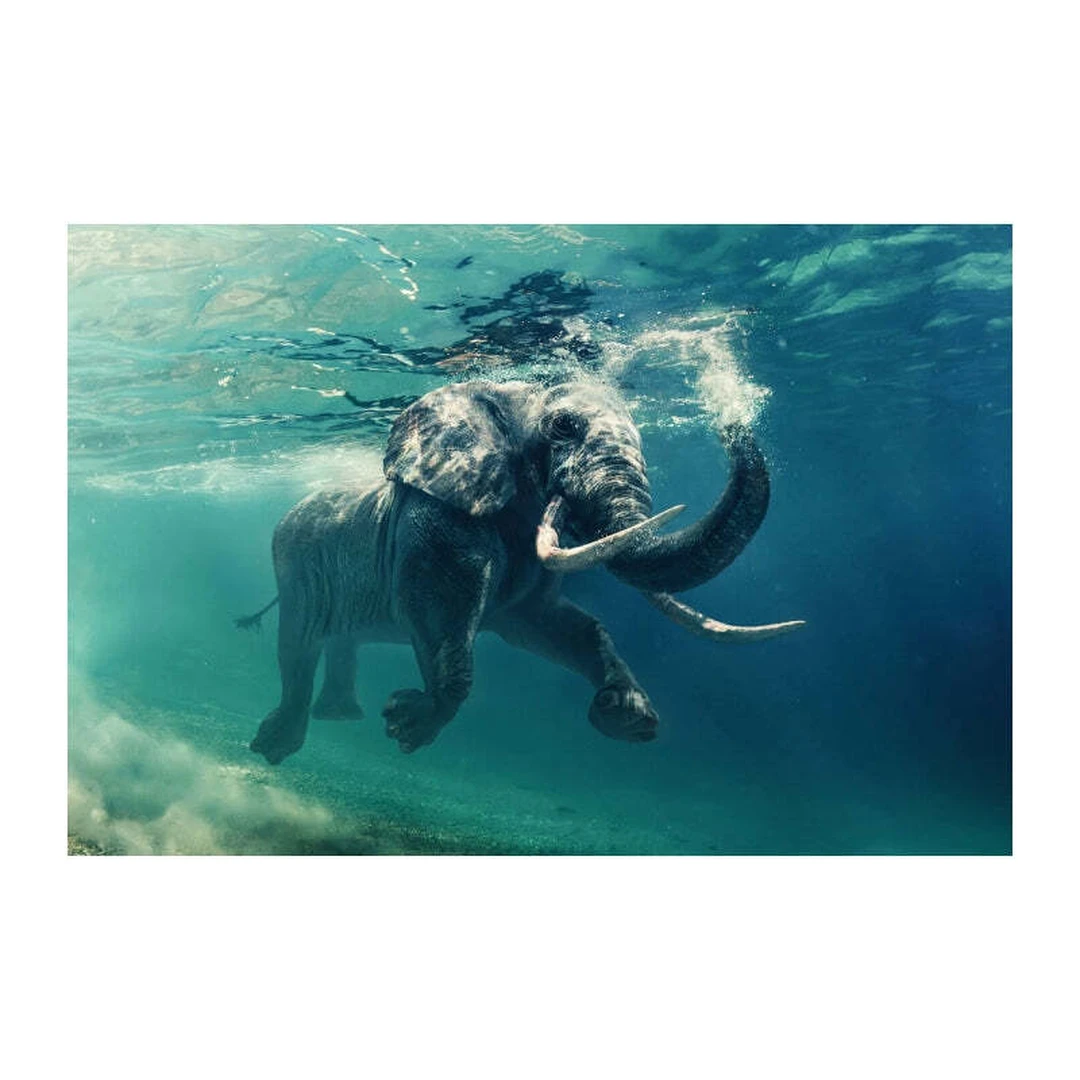 Elegantiški sofos – puikus akcentas jūsų svetainei