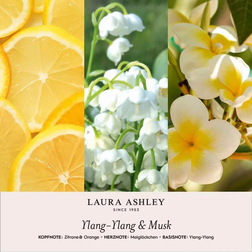 Kvapų pakabukas Laura Ashley, ylang ylang ir muskusas, 10 × 3 × 14 cm - Dekoracijos